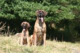 DOGUE ALLEMAND 954